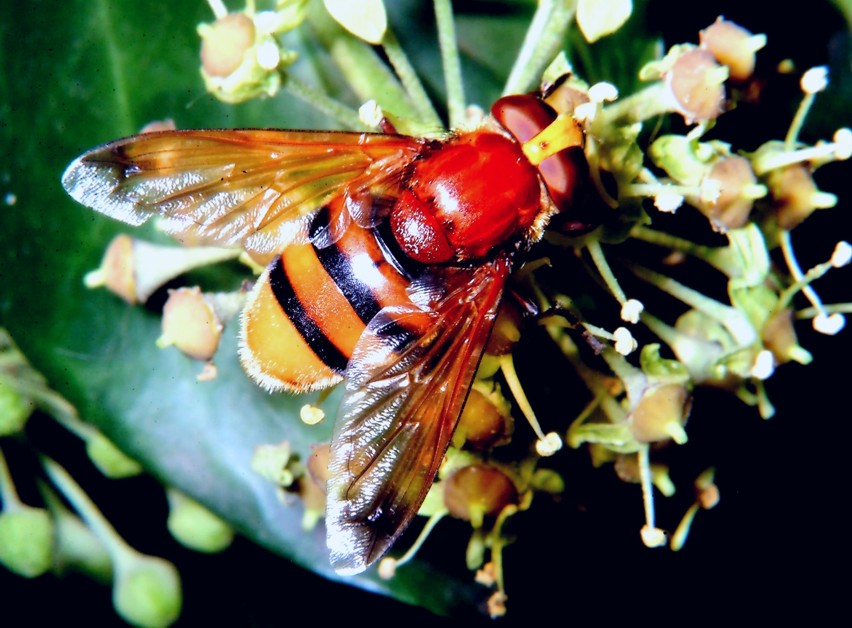 Insetti in volo libero e bombo rosso